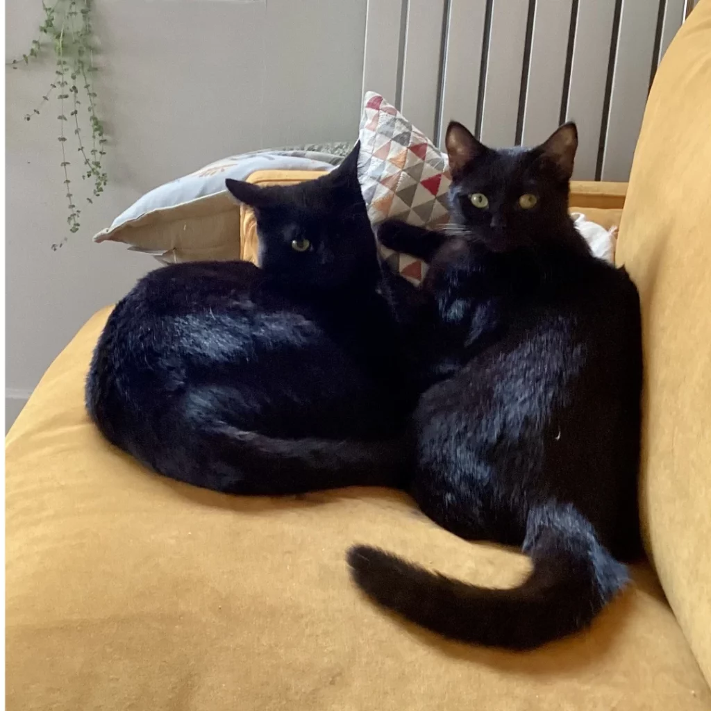 New Future for Case Kittens