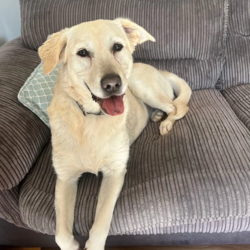 Adoption Success for Miska