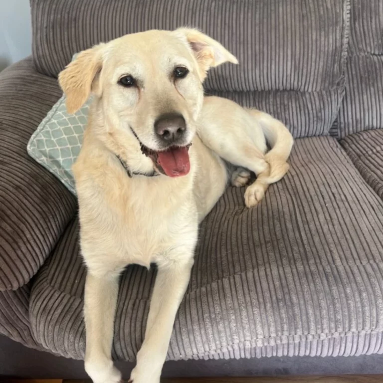 Adoption Success for Miska