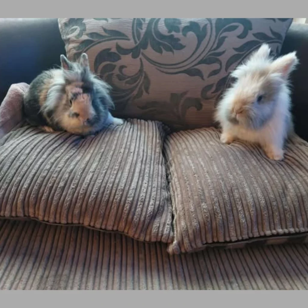Derby & Levi Find Their Forever Home