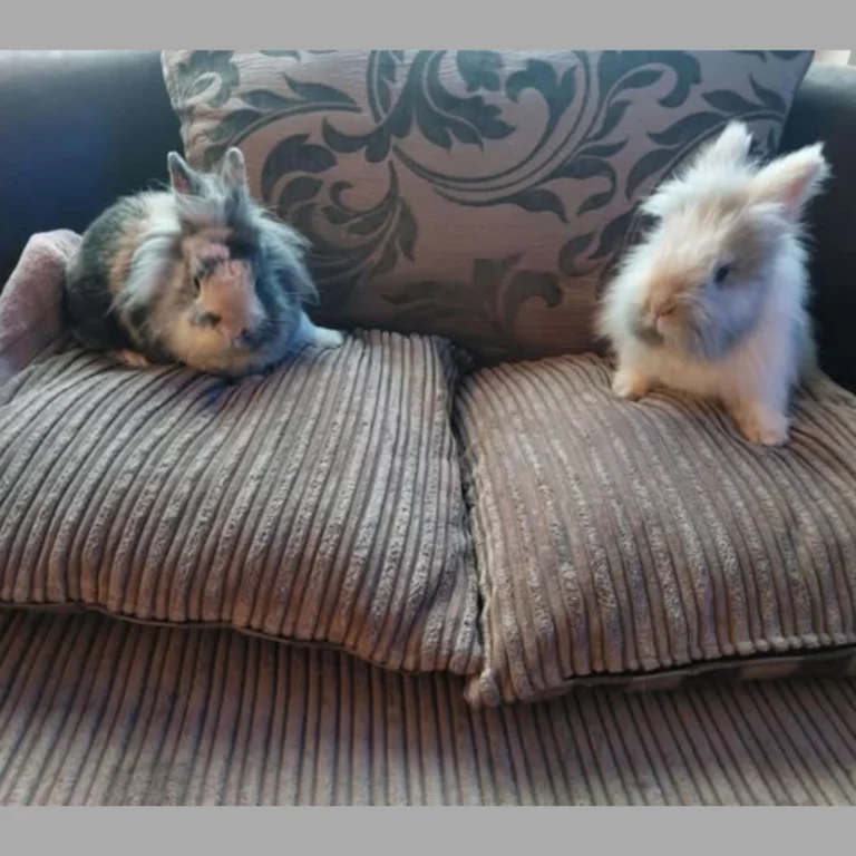 Derby & Levi Find Their Forever Home