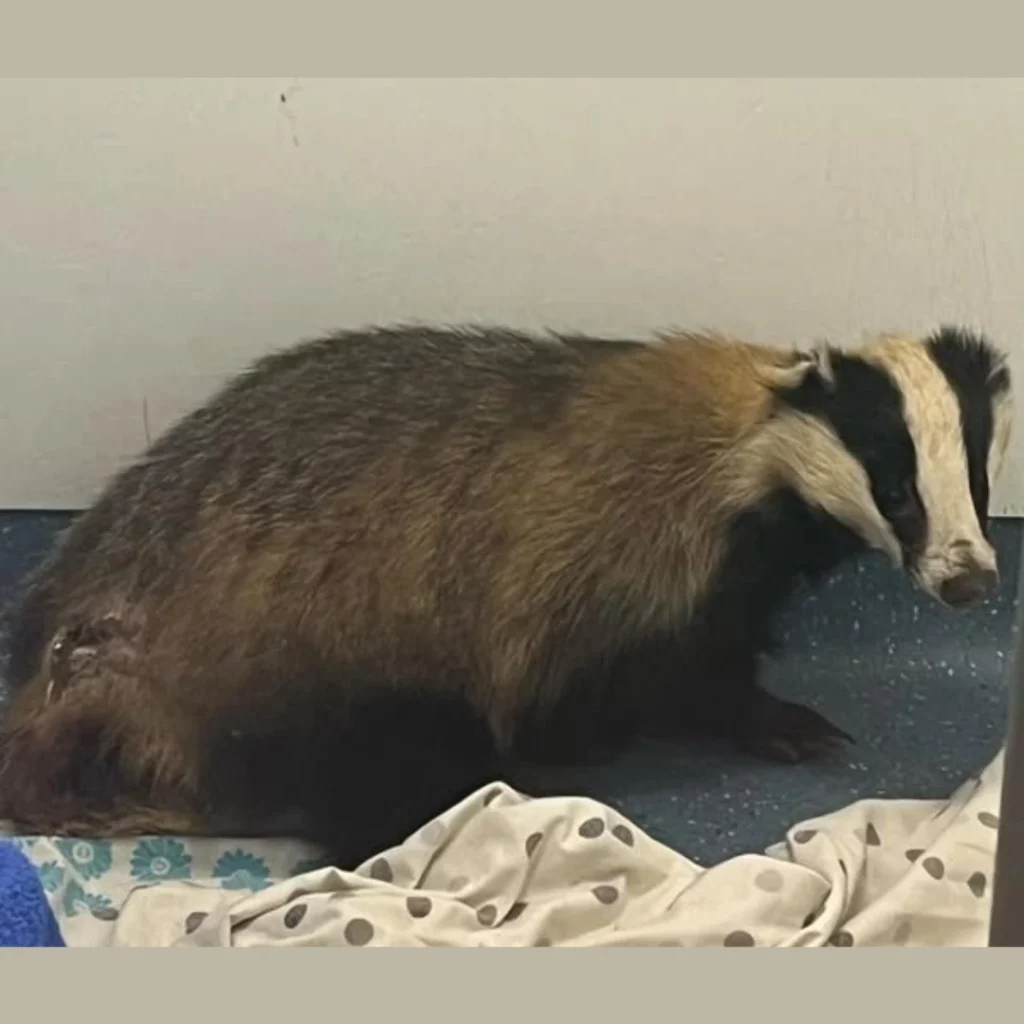Community Rescue For Cliff The Badger