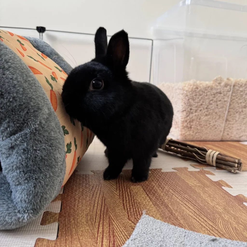 385 Days In Care, Otis & Paisley Find Their Home