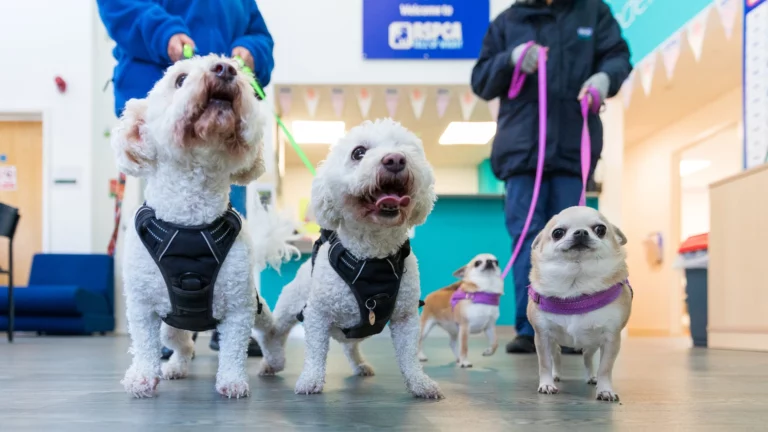Boost to boarding kennels will support vulnerable Island pets