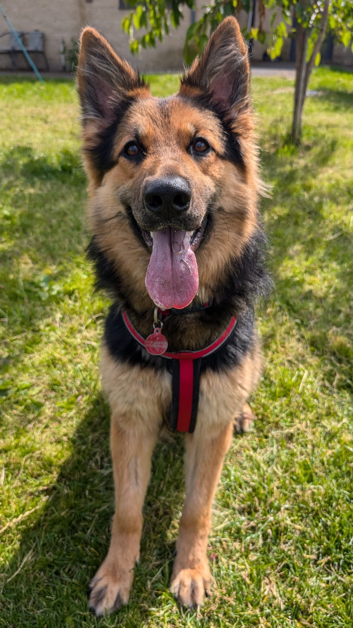 Photo of Belle