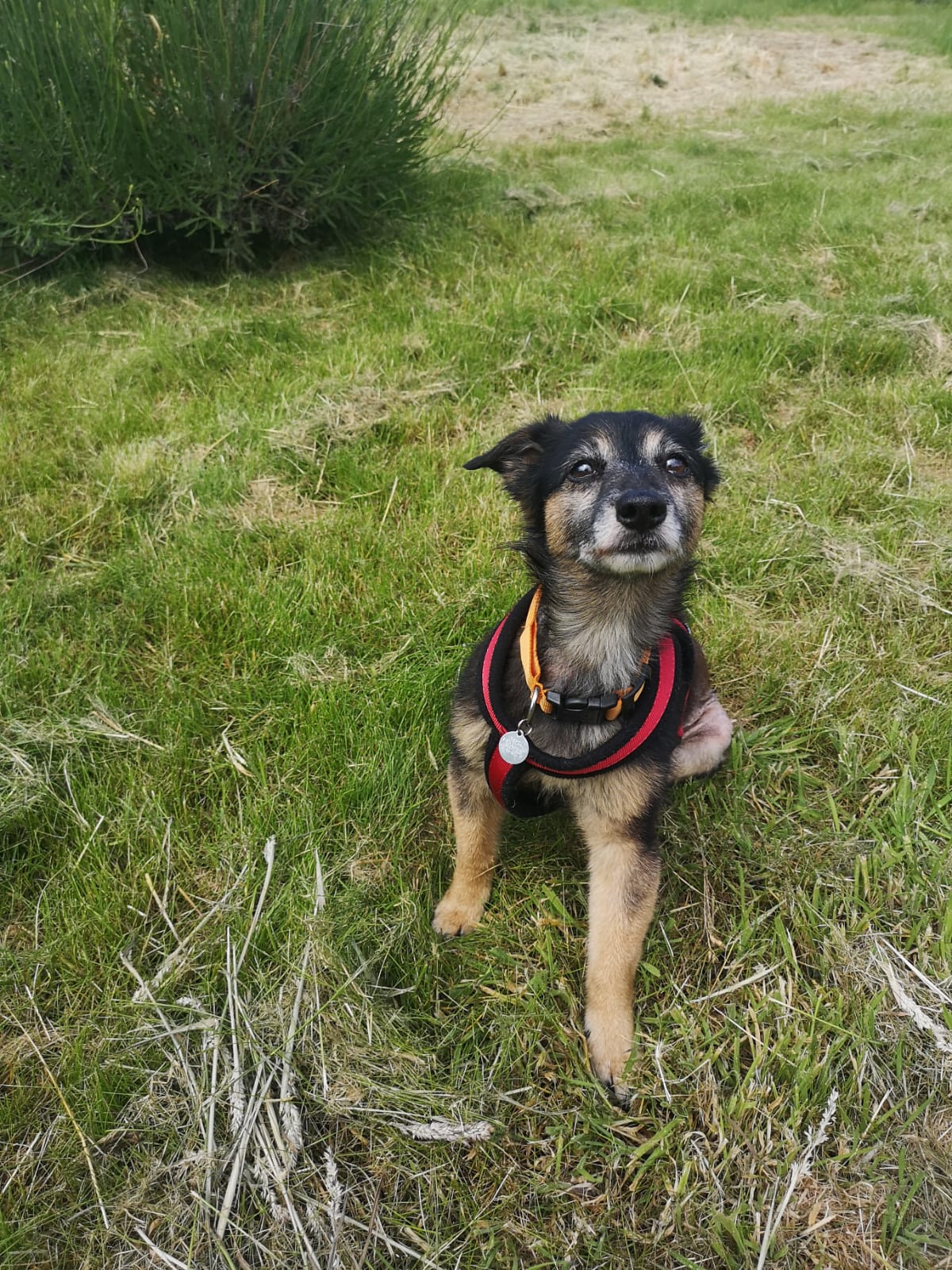 Photo of Oscar