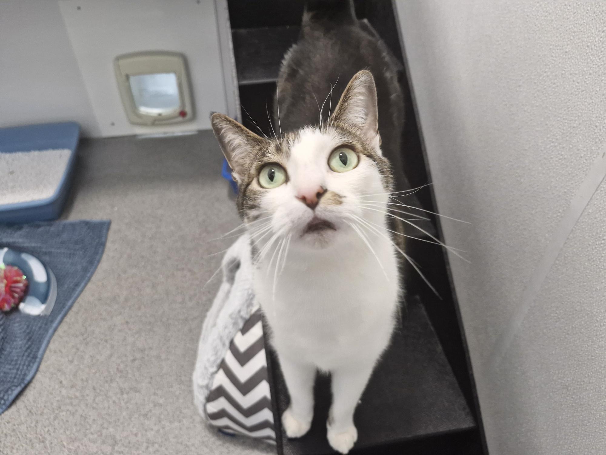 Photo of Spud