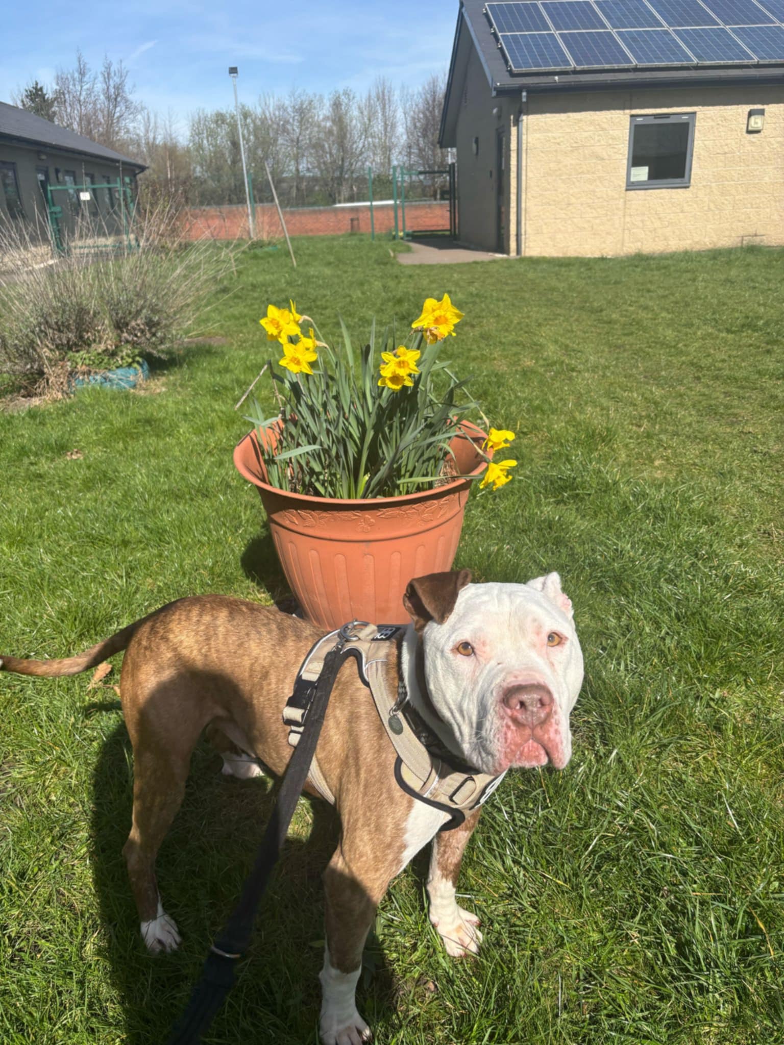 Photo of Biscuit