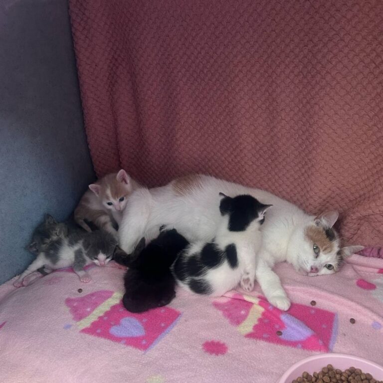 Two more kittens for surrogate mum Brook
