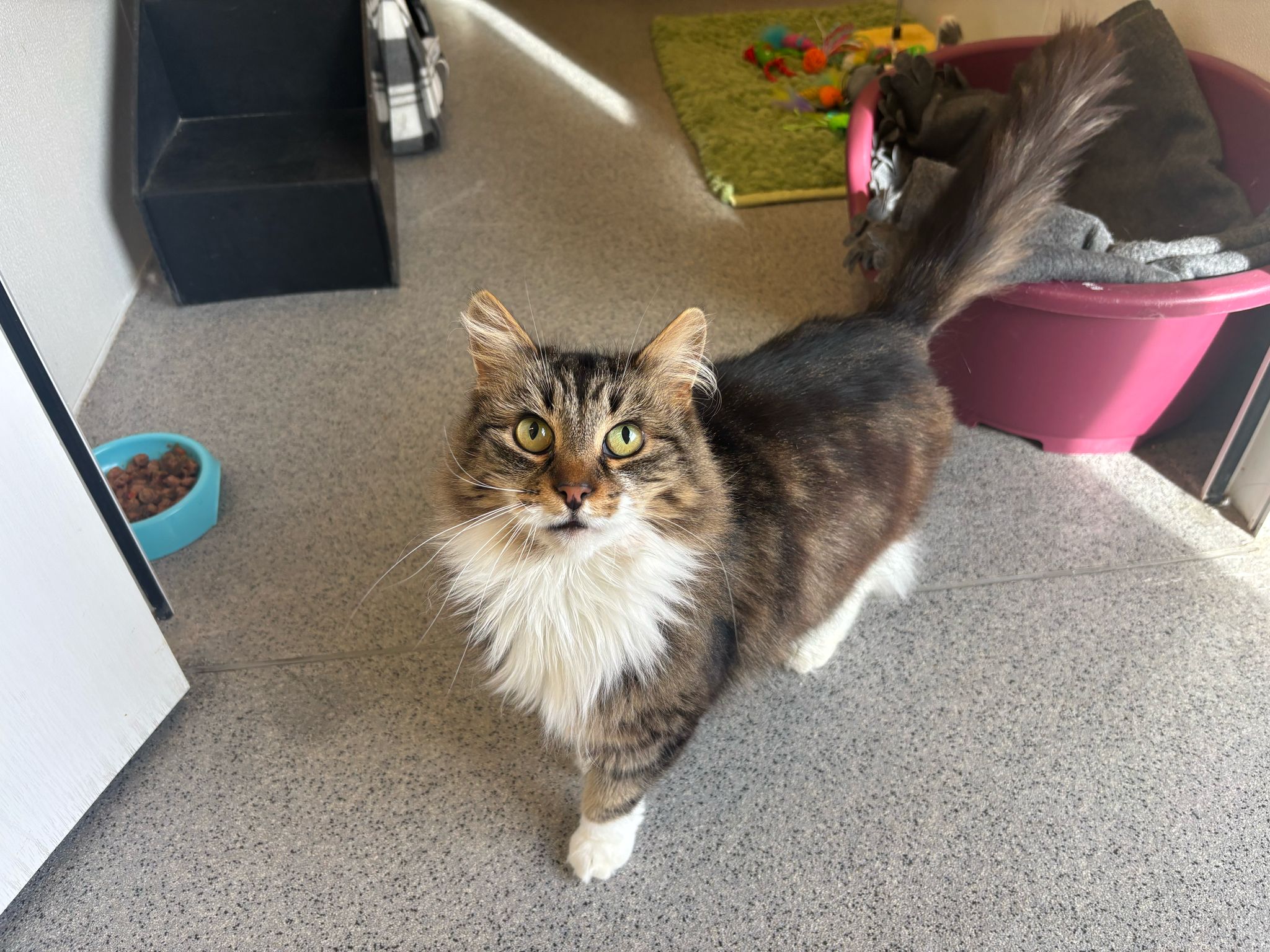 Photo of Kitkat