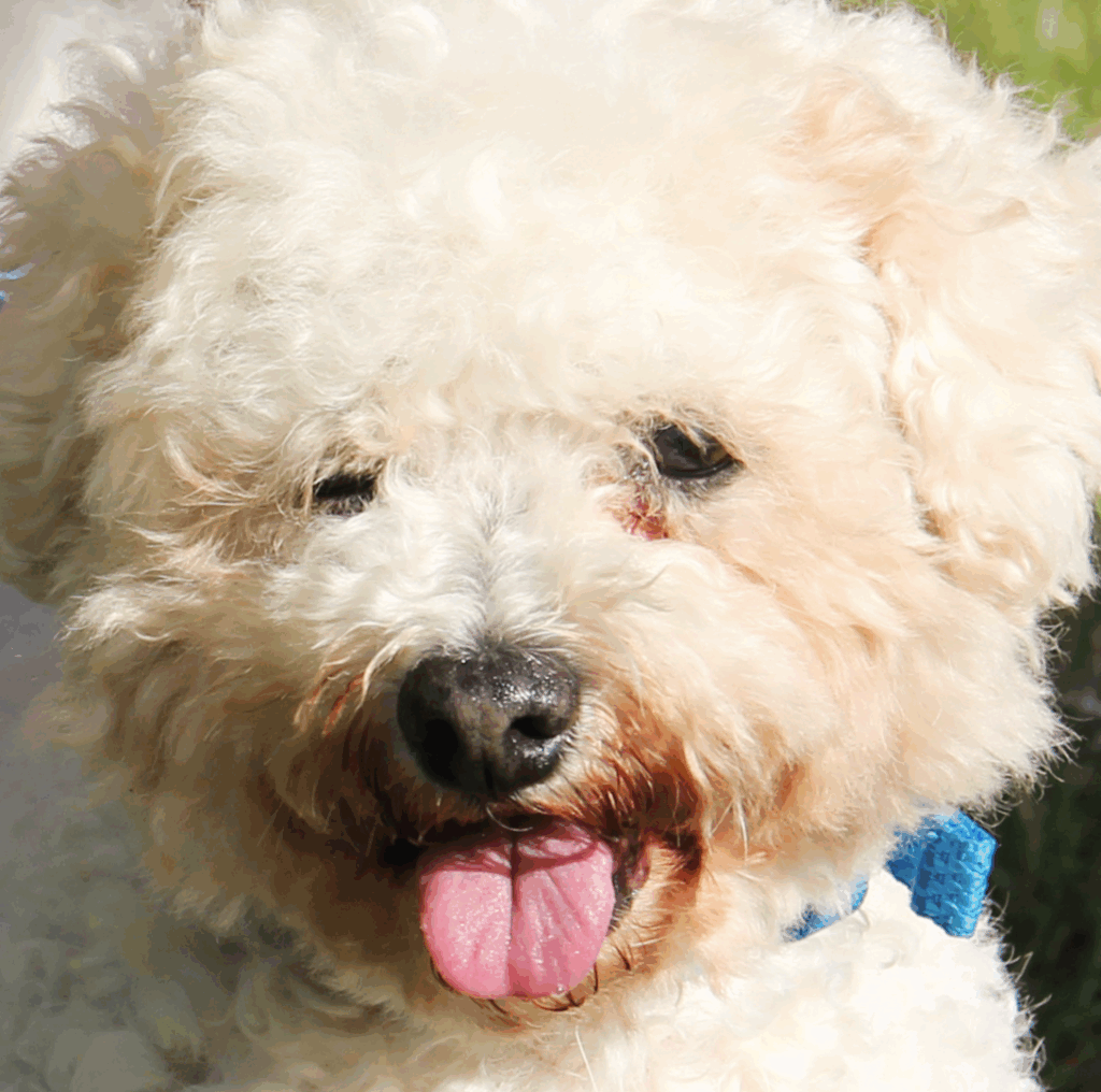 Donate today for a happy ending for Island animals 