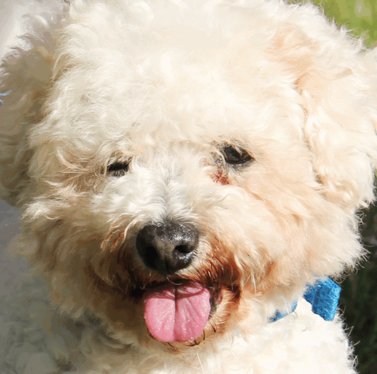 Donate today for a happy ending for Island animals 