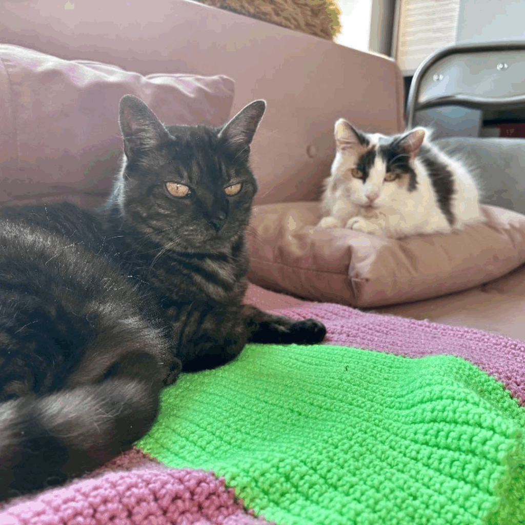 Adoption Success for Amber and Thomas