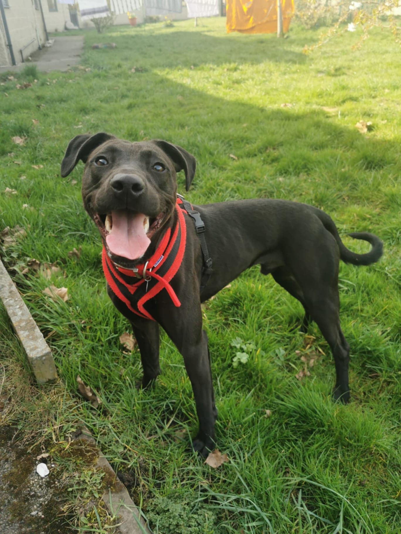 Photo of Baxter