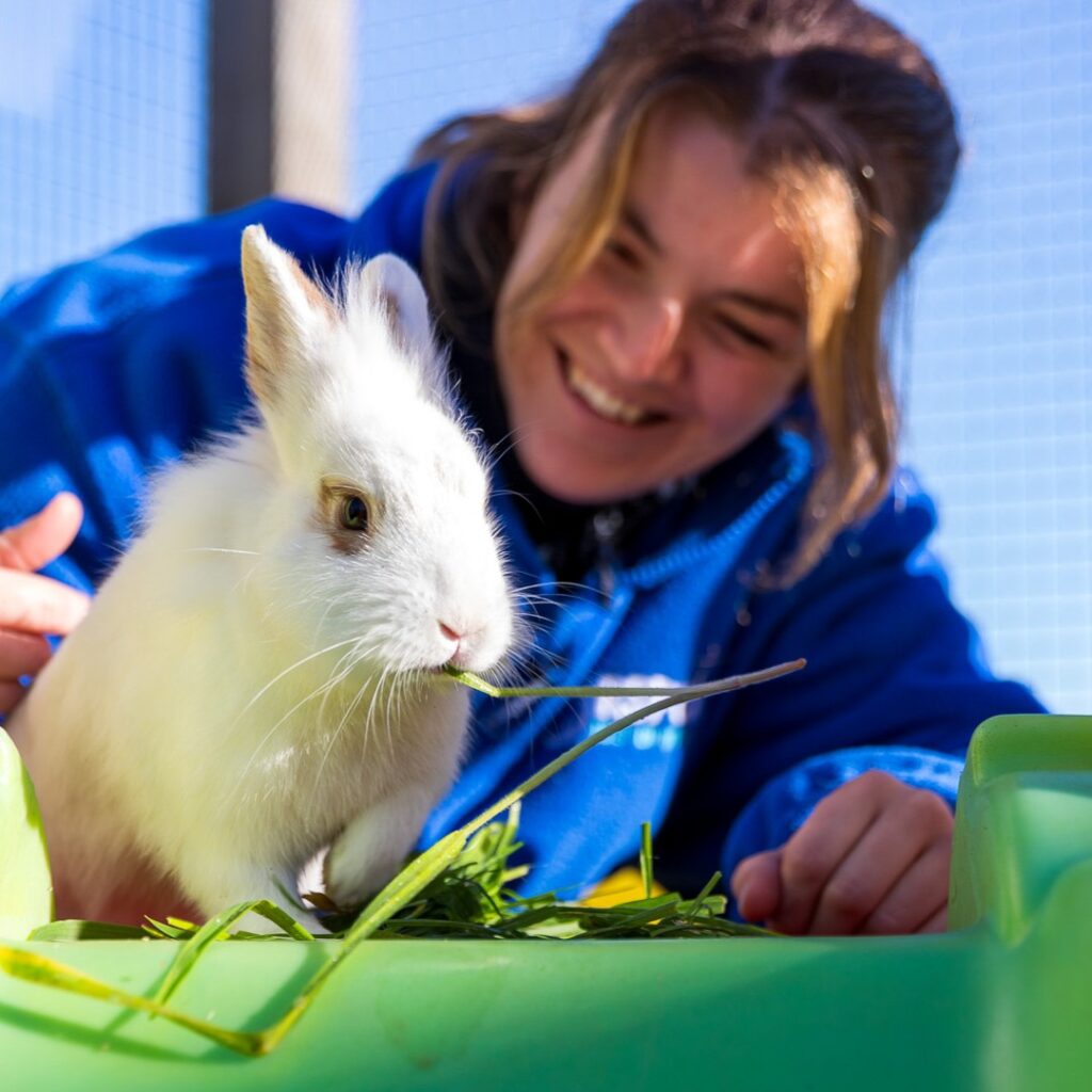 Rabbit and Guinea Pig Welfare Clinic
