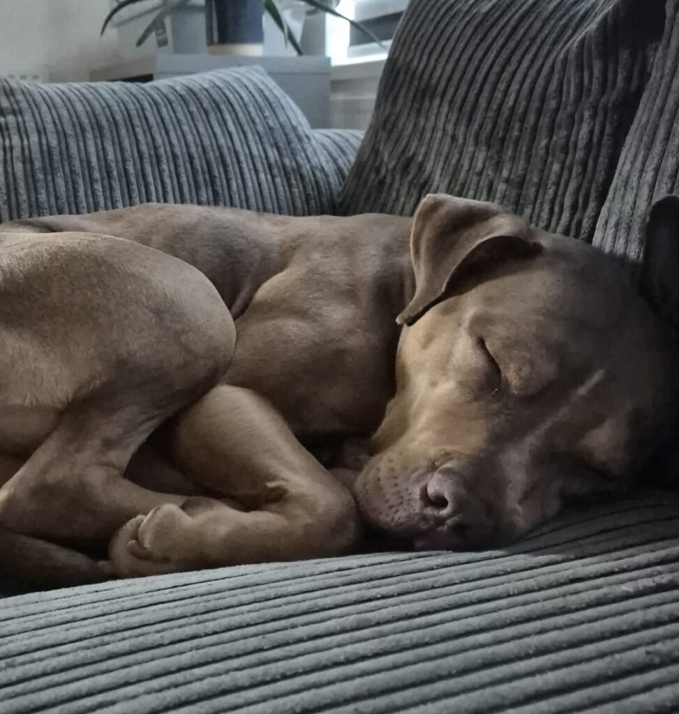 Storm’s Big Break: Fostered at last after 469 days in kennels