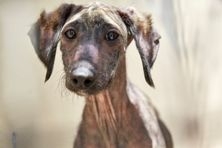 RSPCA Isle of Wight urges Islanders to support vulnerable animals