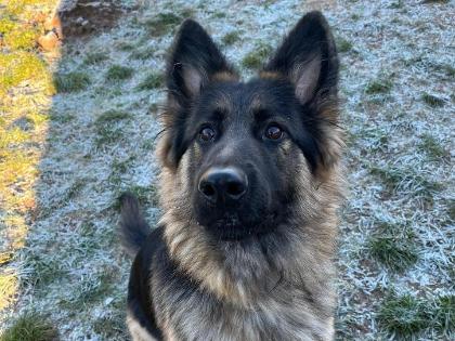 Reserved – Missy, a 2 years old female German Shepherd available for adoption from RSPCA in Isle of Wight, Hampshire