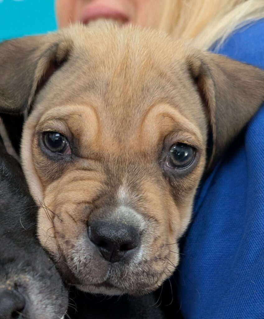 Atlas, a 1 years old male Cane Corso available for adoption from RSPCA in Hampshire