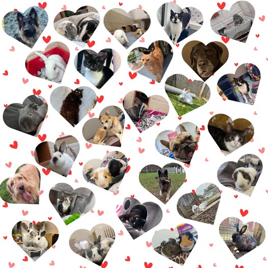 Be a Valentine for a Pet in shelter!